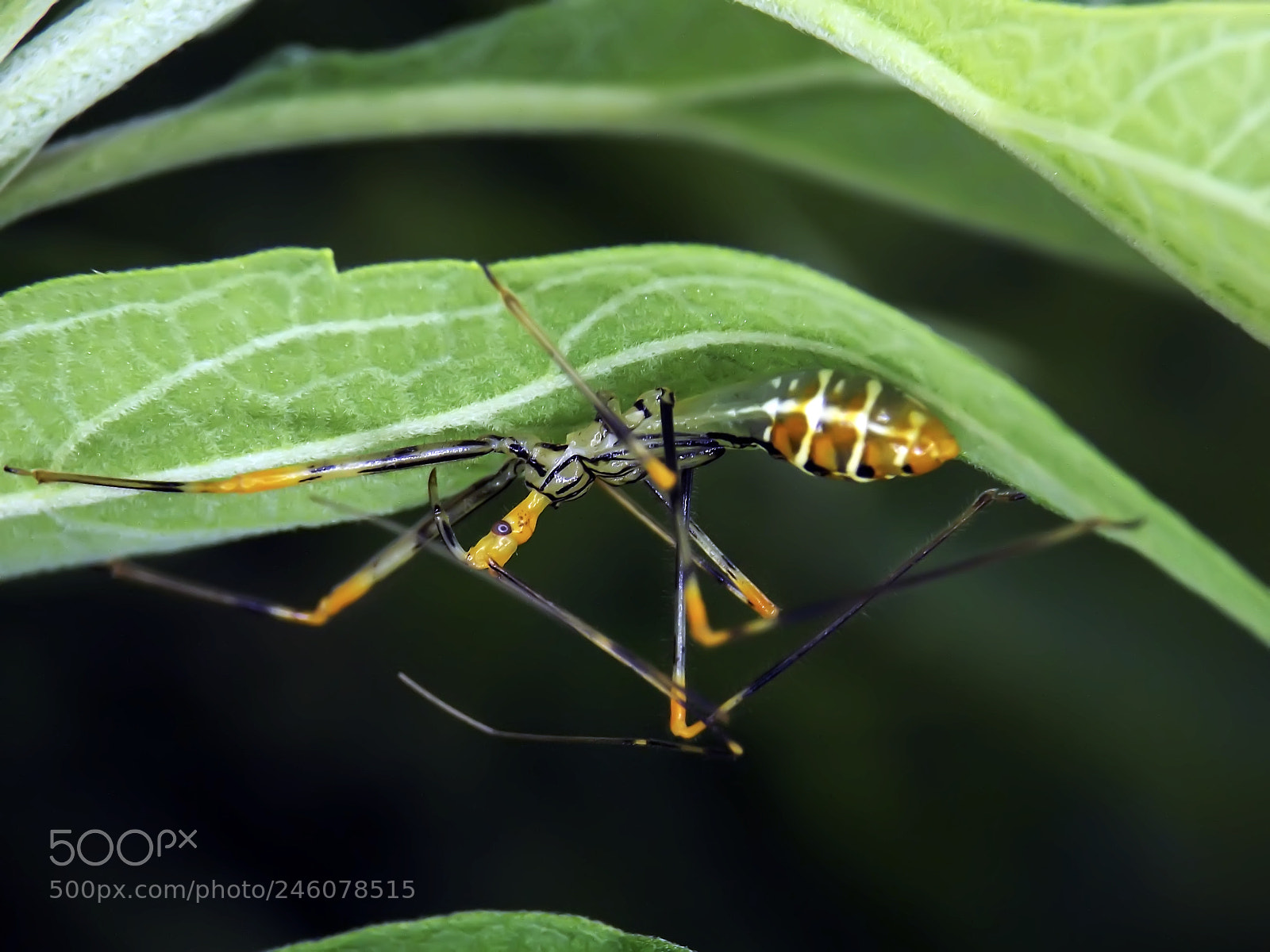 Fujifilm FinePix S4800 sample photo. Assassin bug photography