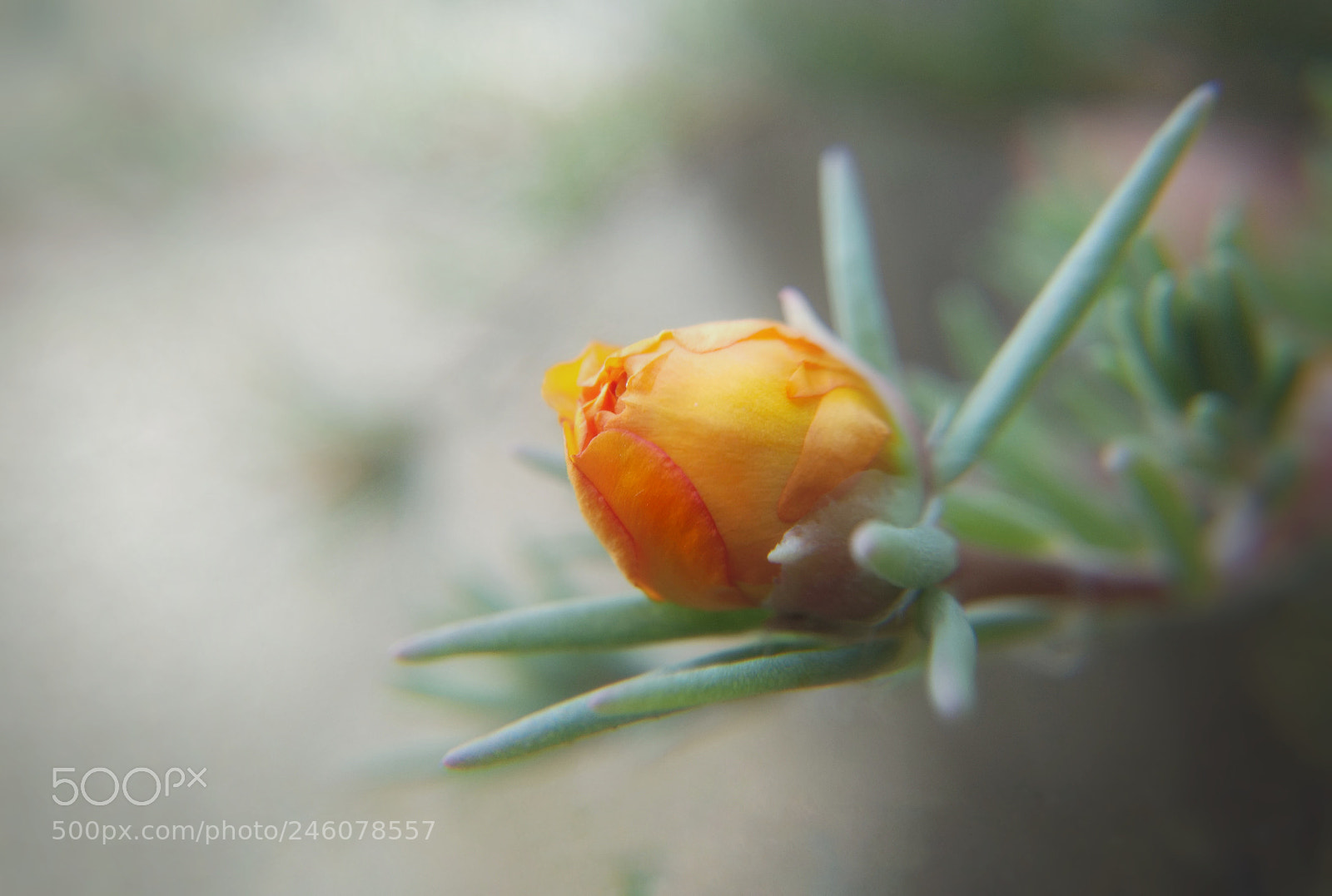 Motorola Moto G (4) sample photo. Portulaca photography