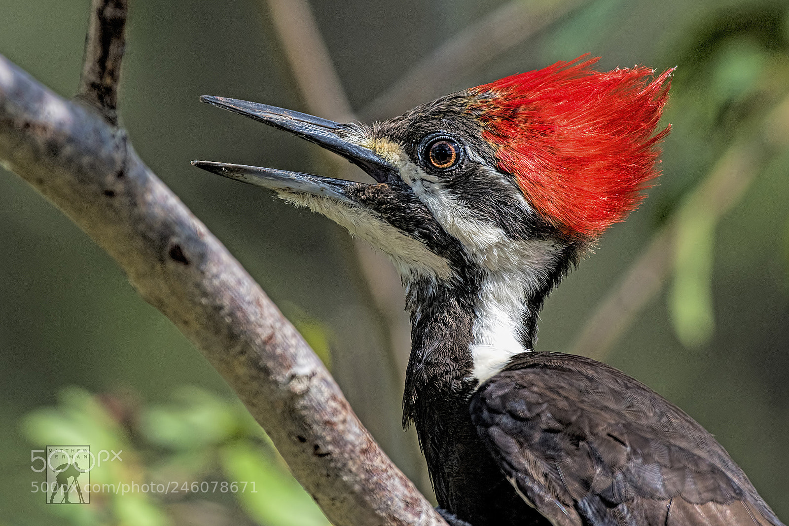 Nikon D810 sample photo. Pileated woodpecker photography