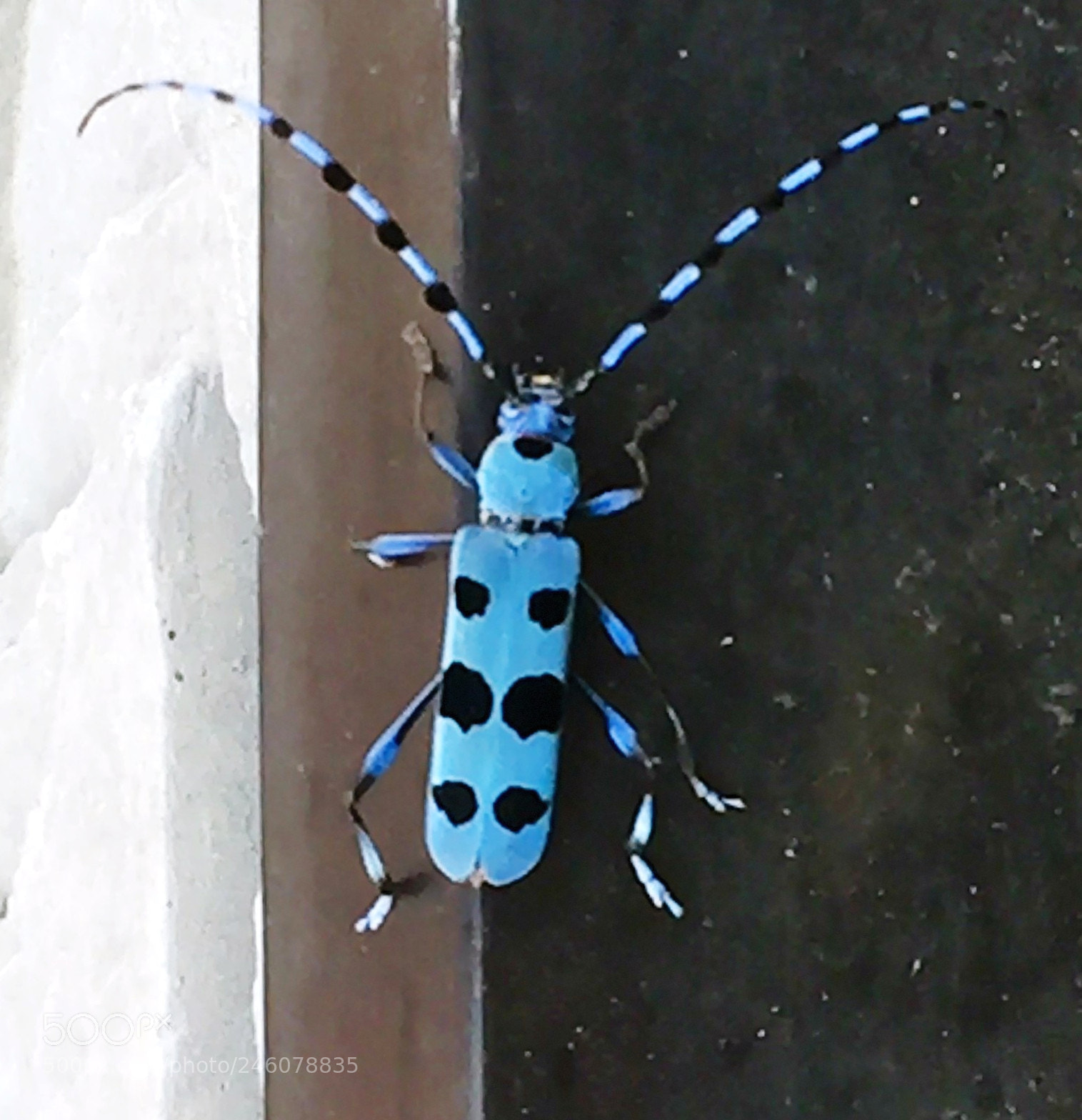 Apple iPhone 6 sample photo. Rosalia batesi blue longhorn photography