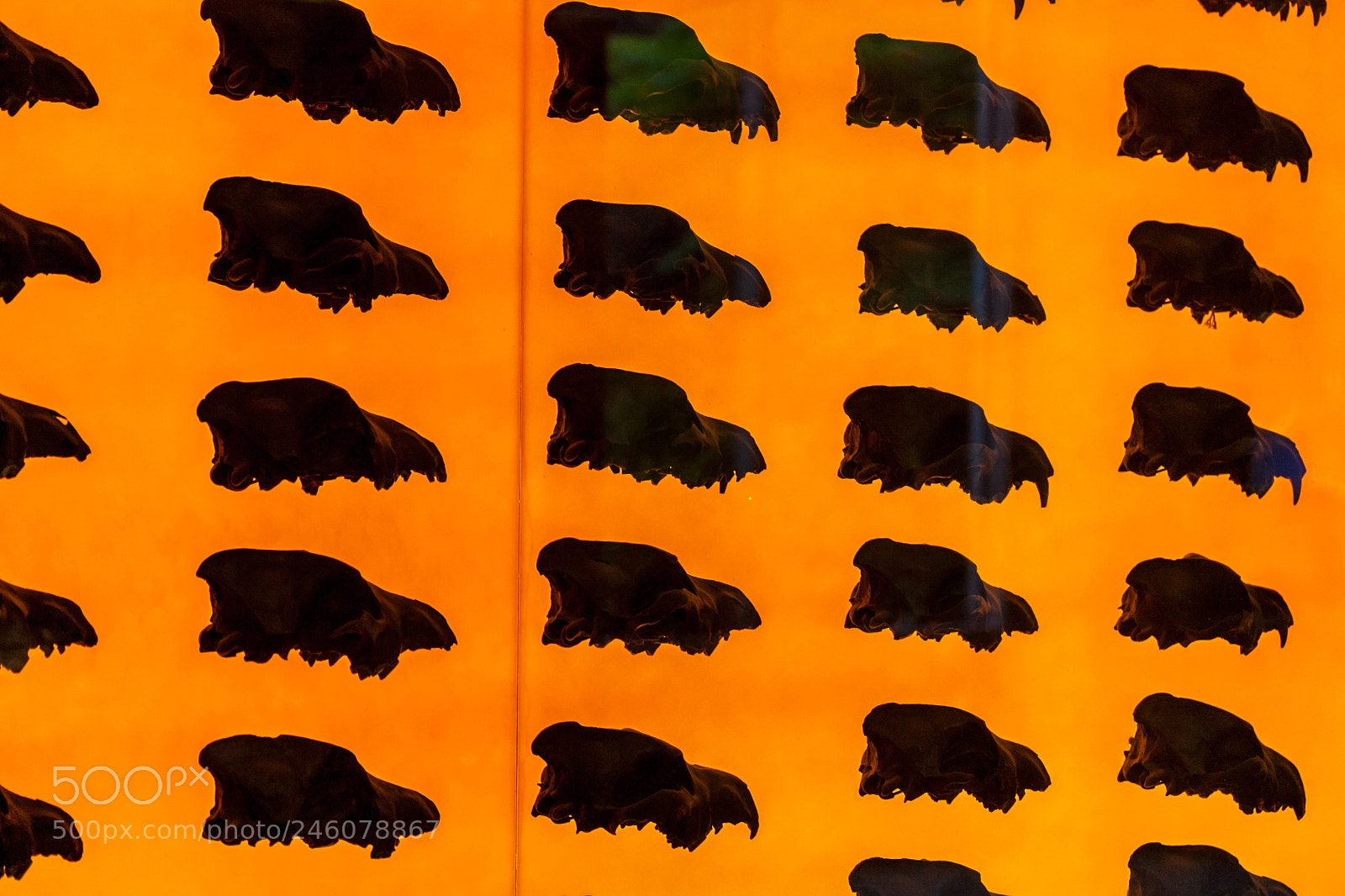 Canon EOS 450D (EOS Rebel XSi / EOS Kiss X2) sample photo. A wall of skulls photography