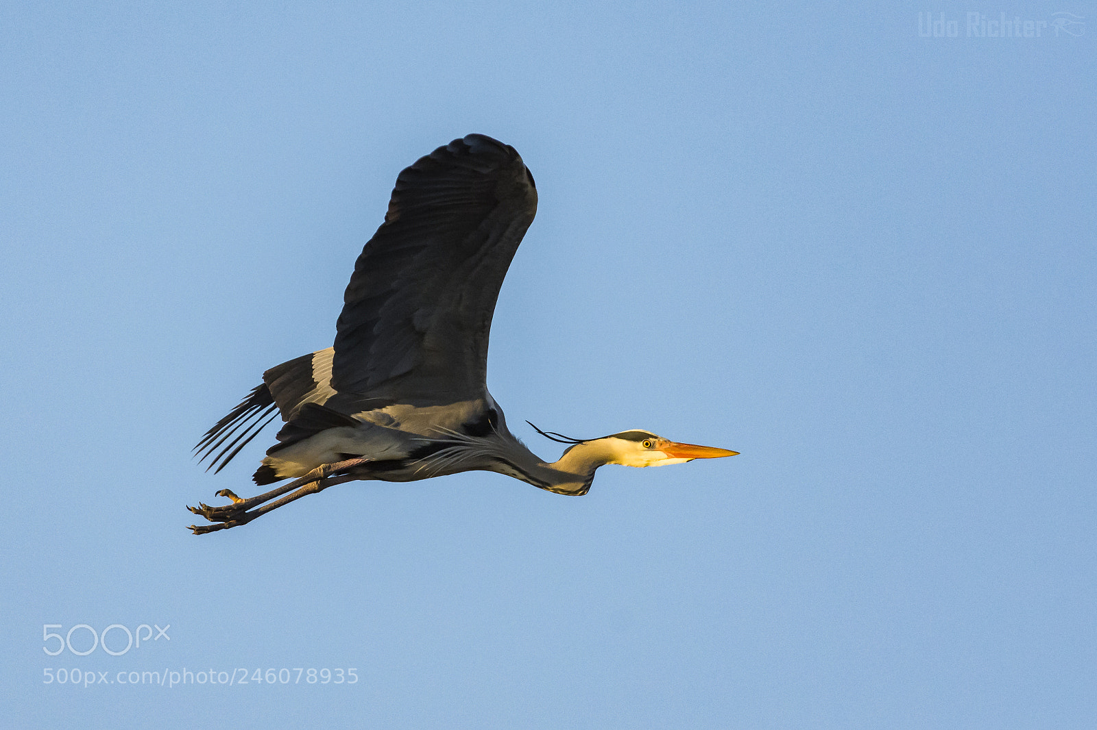 Nikon D7200 sample photo. 'grey heron ardea cinerea photography