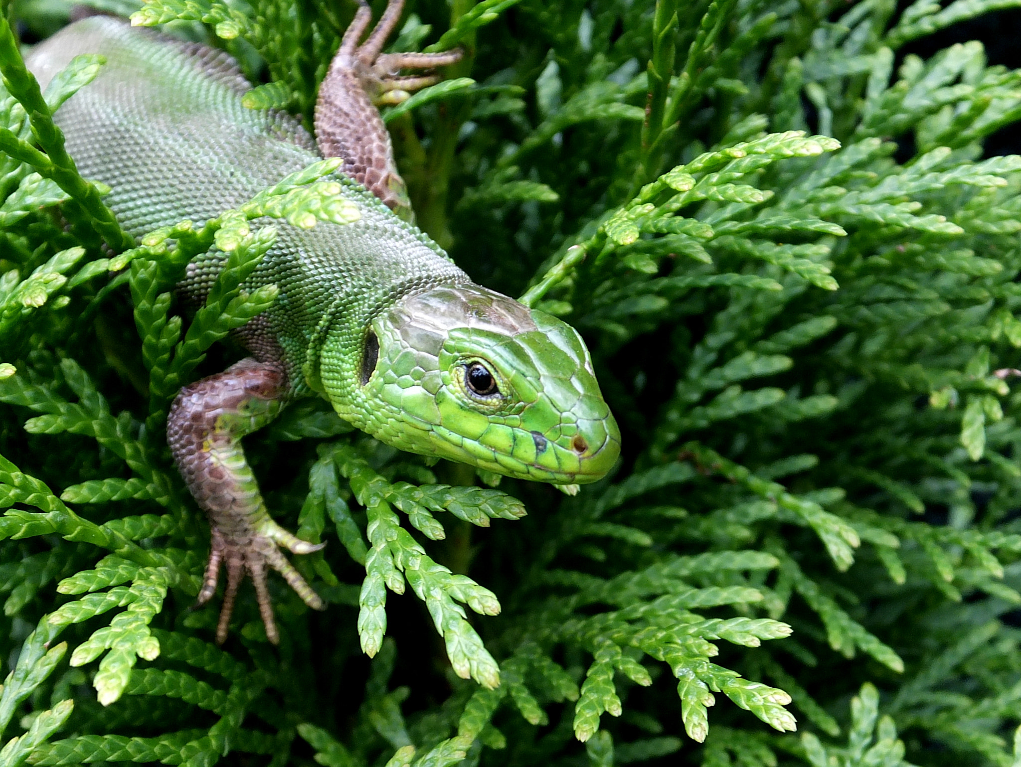Fujifilm FinePix F750EXR sample photo. Green lizard (lacerta viridis) photography