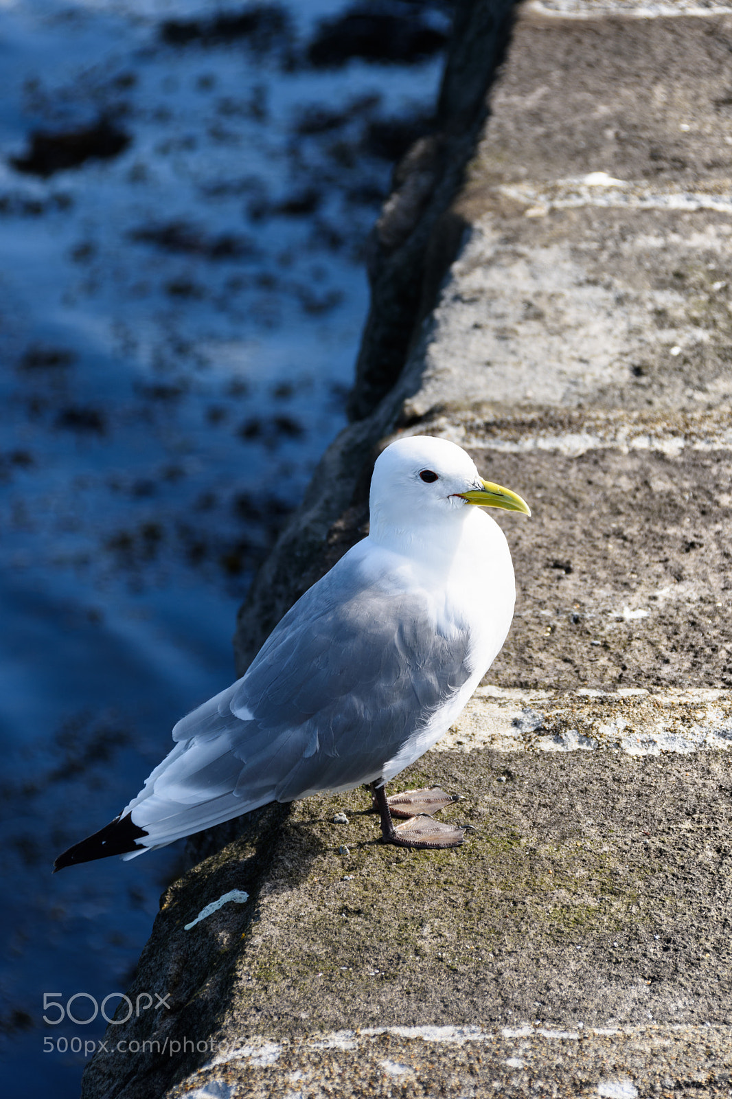 Nikon D7200 sample photo. Sea gull photography