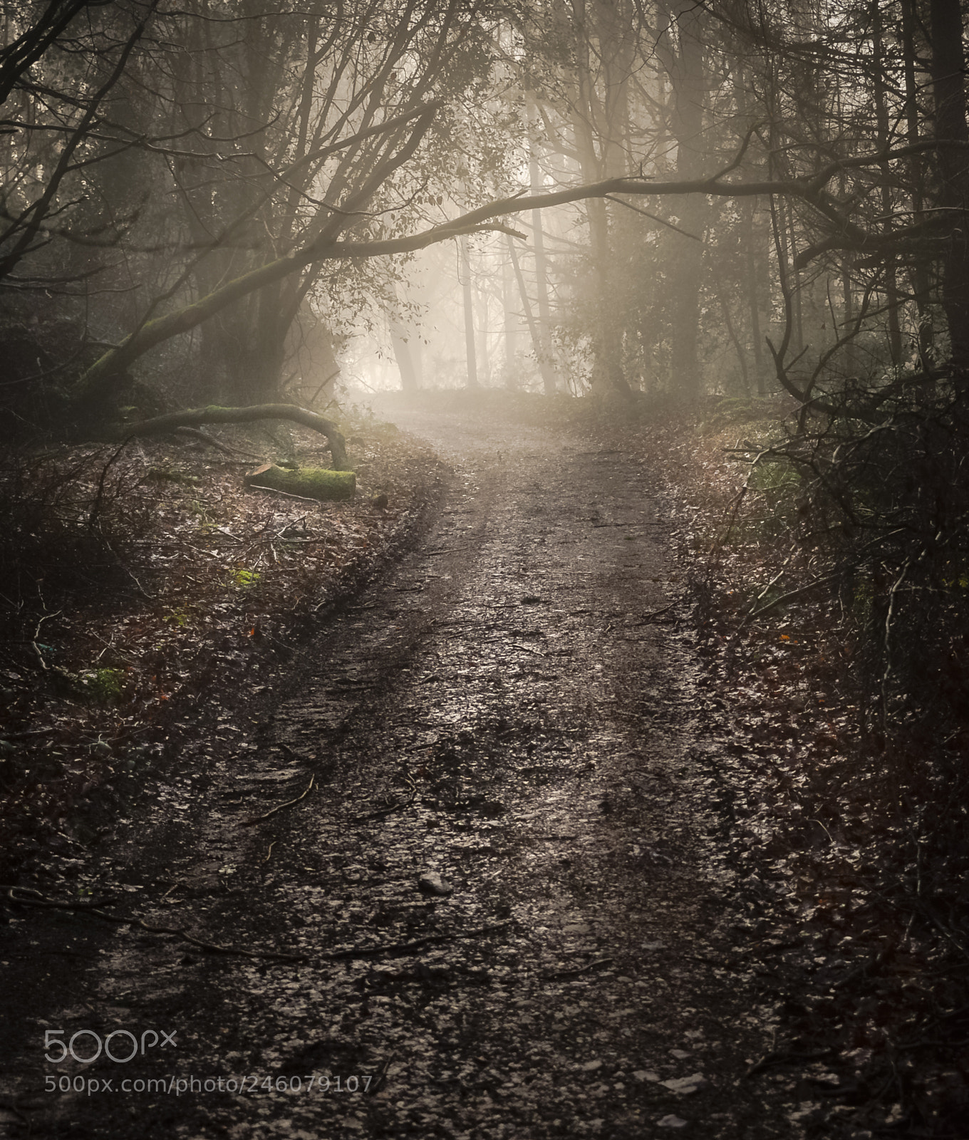 Nikon D610 sample photo. Dromana woods photography