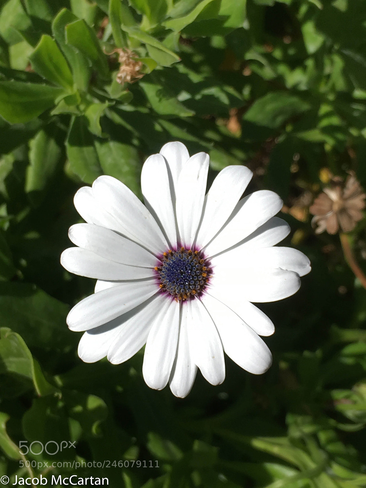 Apple iPhone SE sample photo. White flower photography