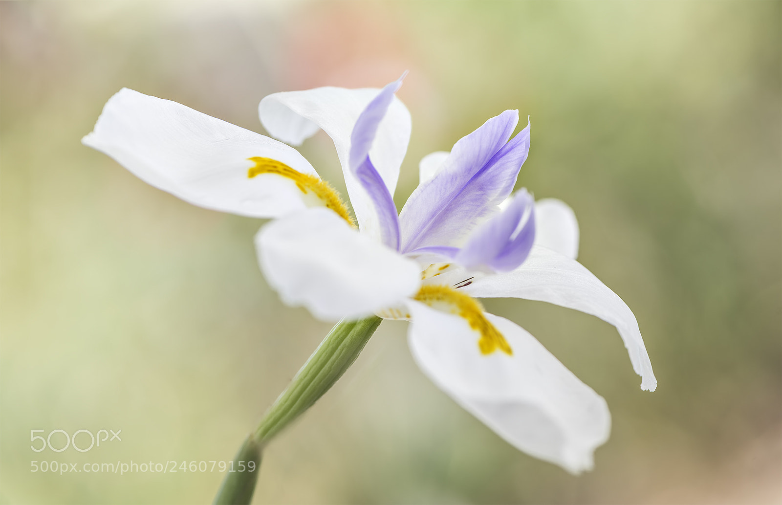 Nikon D810 sample photo. Wild and free photography