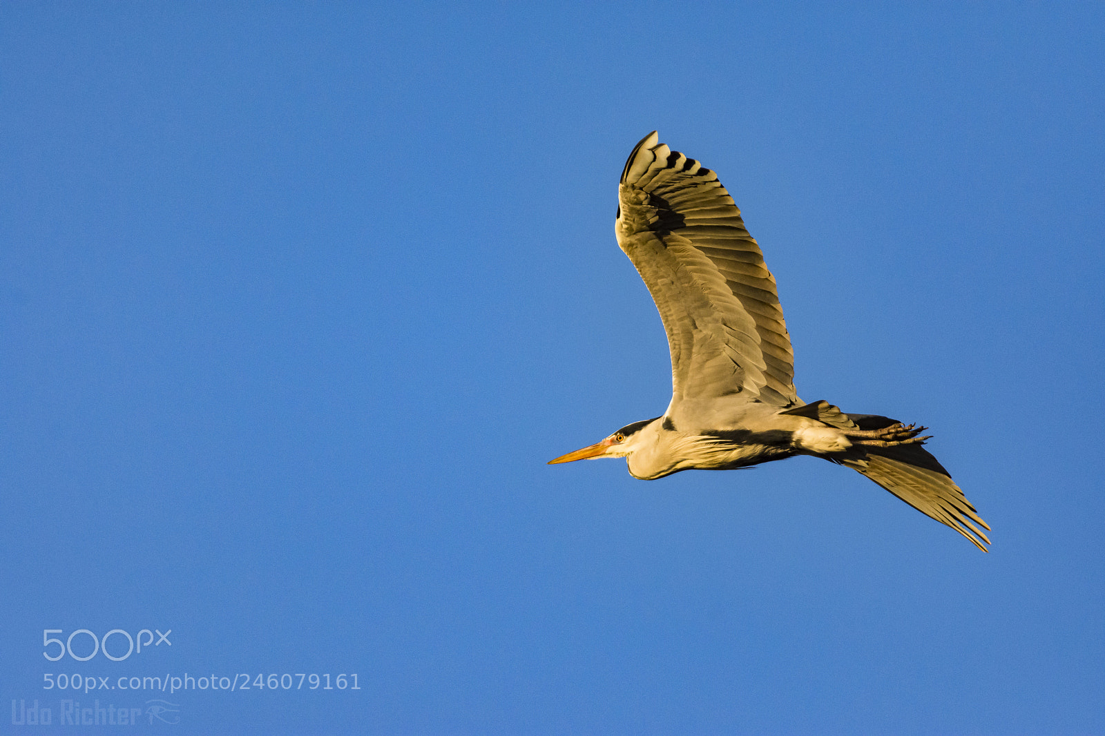Nikon D7200 sample photo. 'grey heron ardea cinerea photography