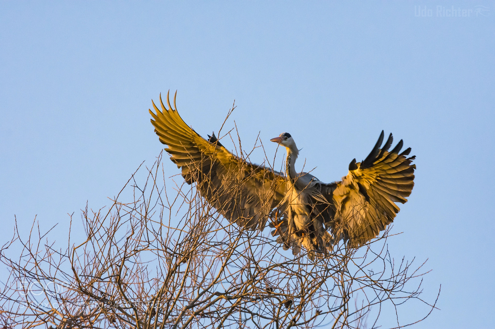 Nikon D7200 sample photo. 'grey heron ardea cinerea photography