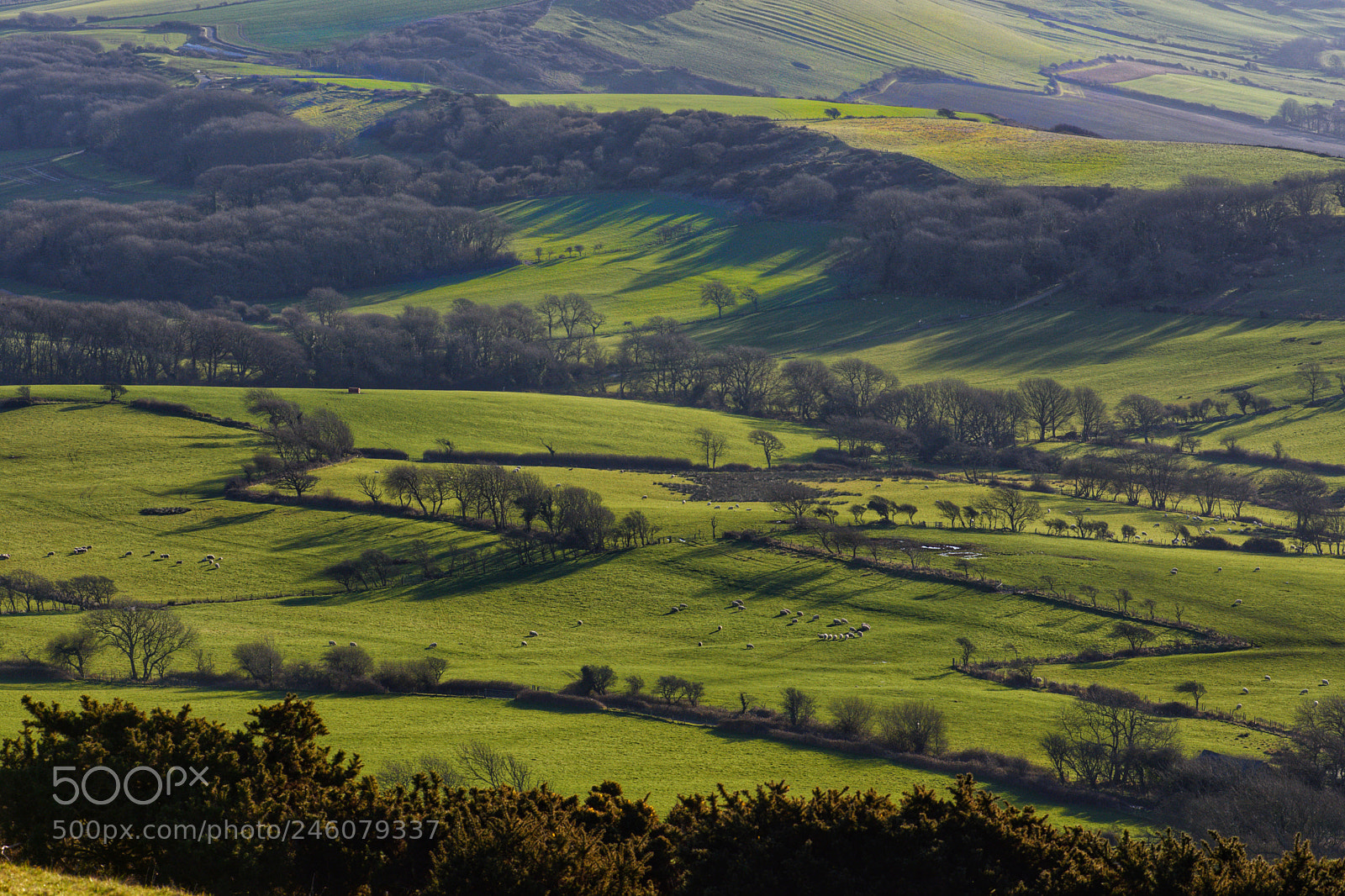 Nikon D7200 sample photo. Pastures  photography