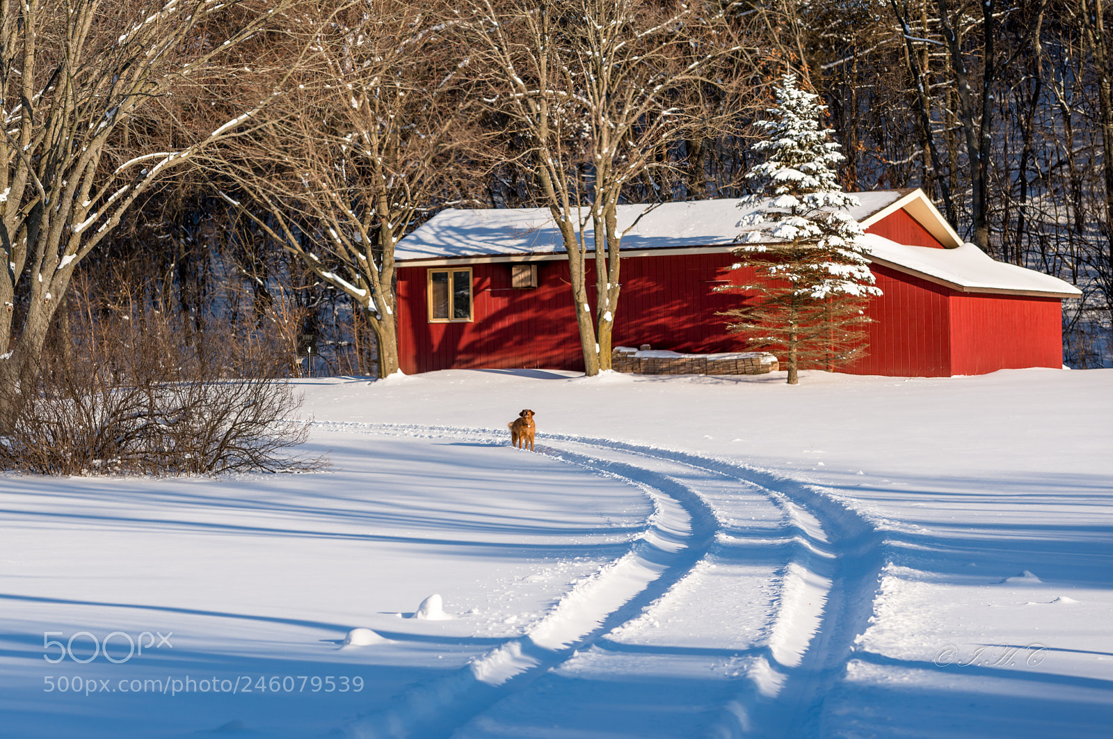 Nikon D800 sample photo. 农庄雪景 photography