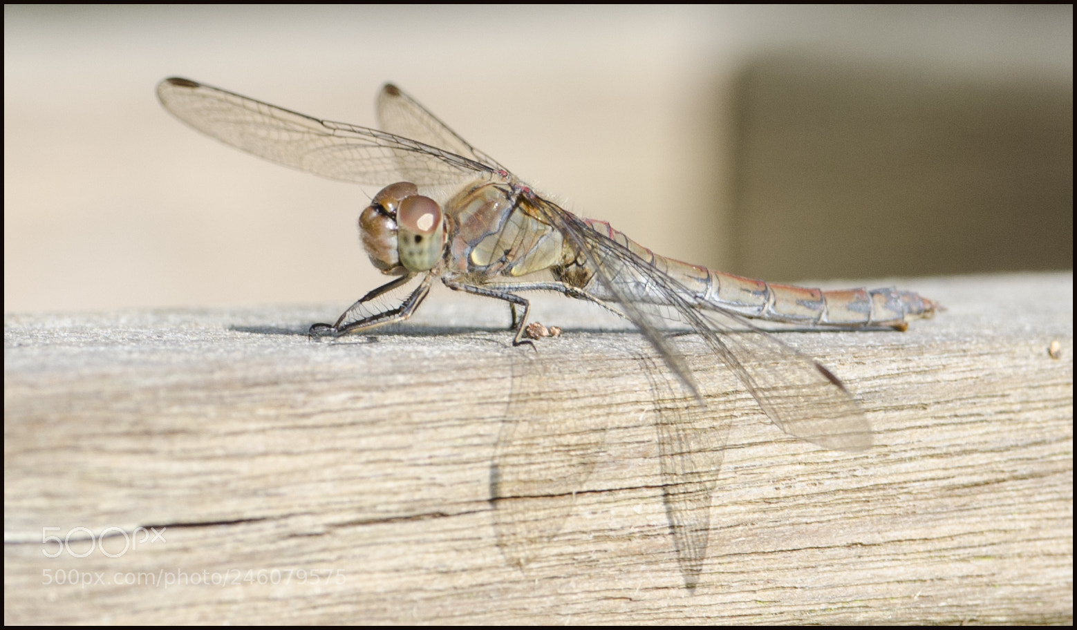 Nikon D5100 sample photo. Libelle hdr photography