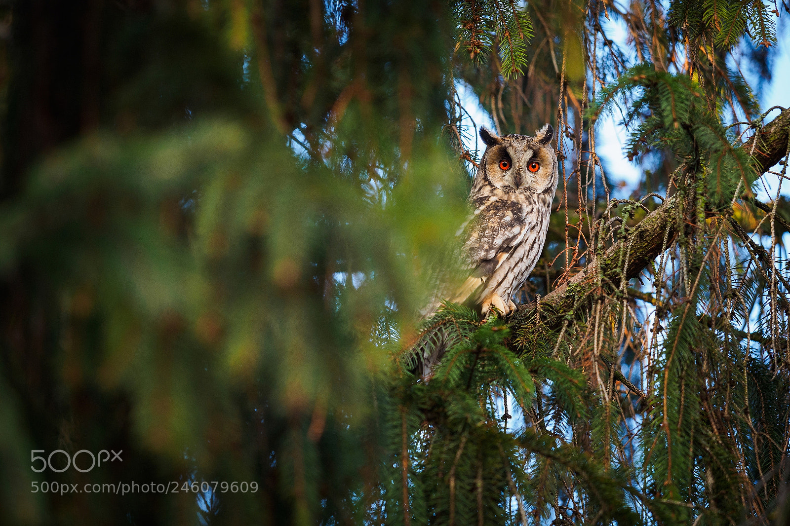 Olympus OM-D E-M5 II sample photo. Owl photography
