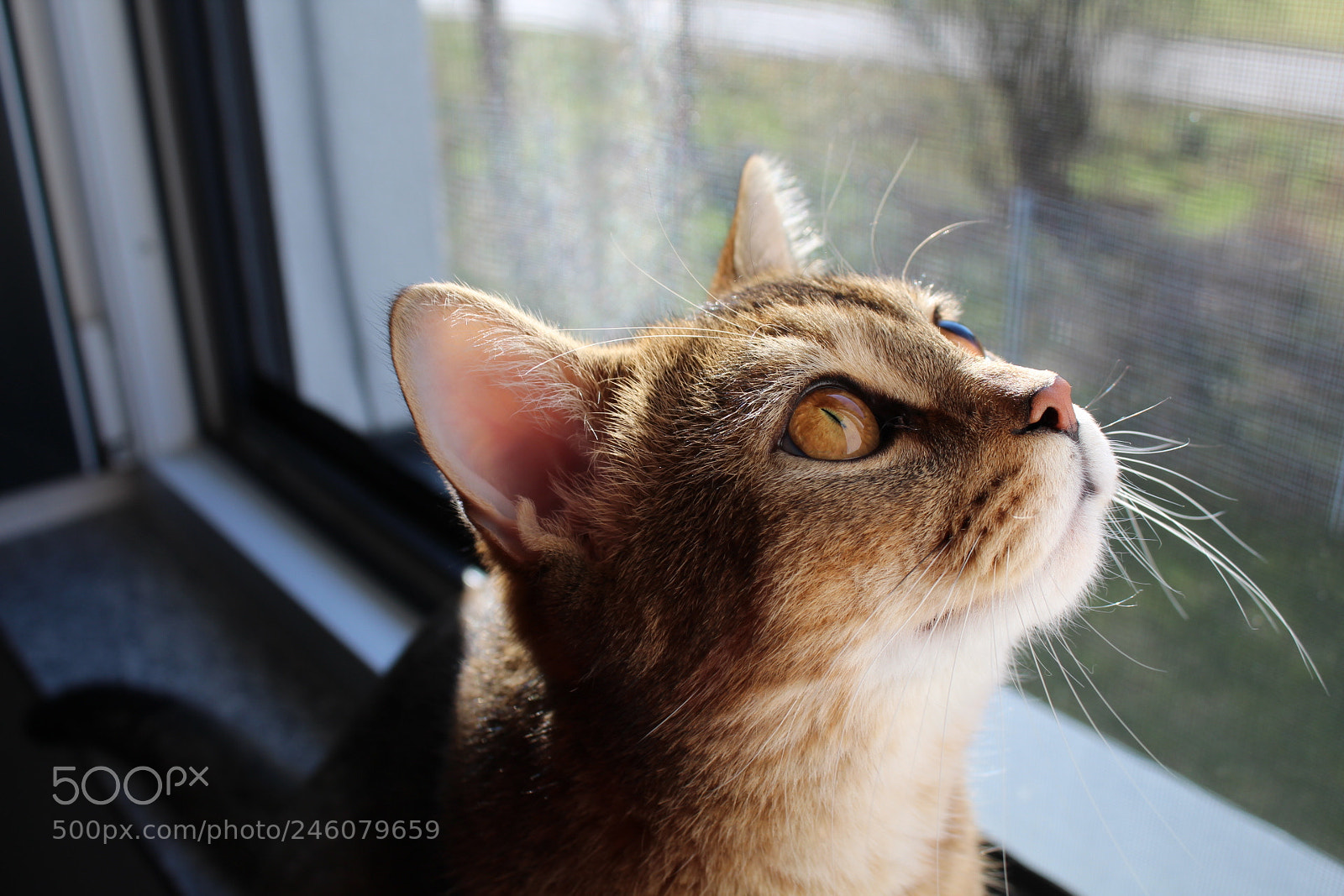 Canon EOS 1300D (EOS Rebel T6 / EOS Kiss X80) sample photo. Sunshine photography