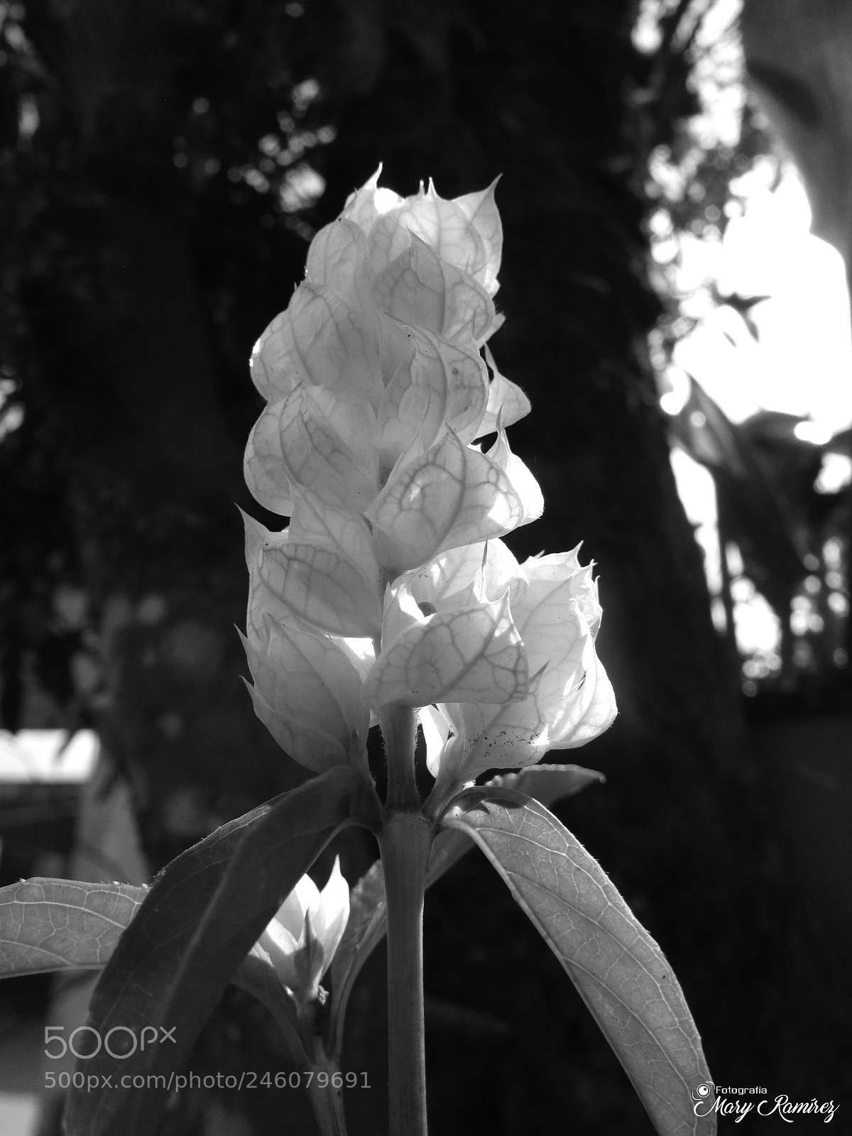 Canon PowerShot SX500 IS sample photo. Blanco photography