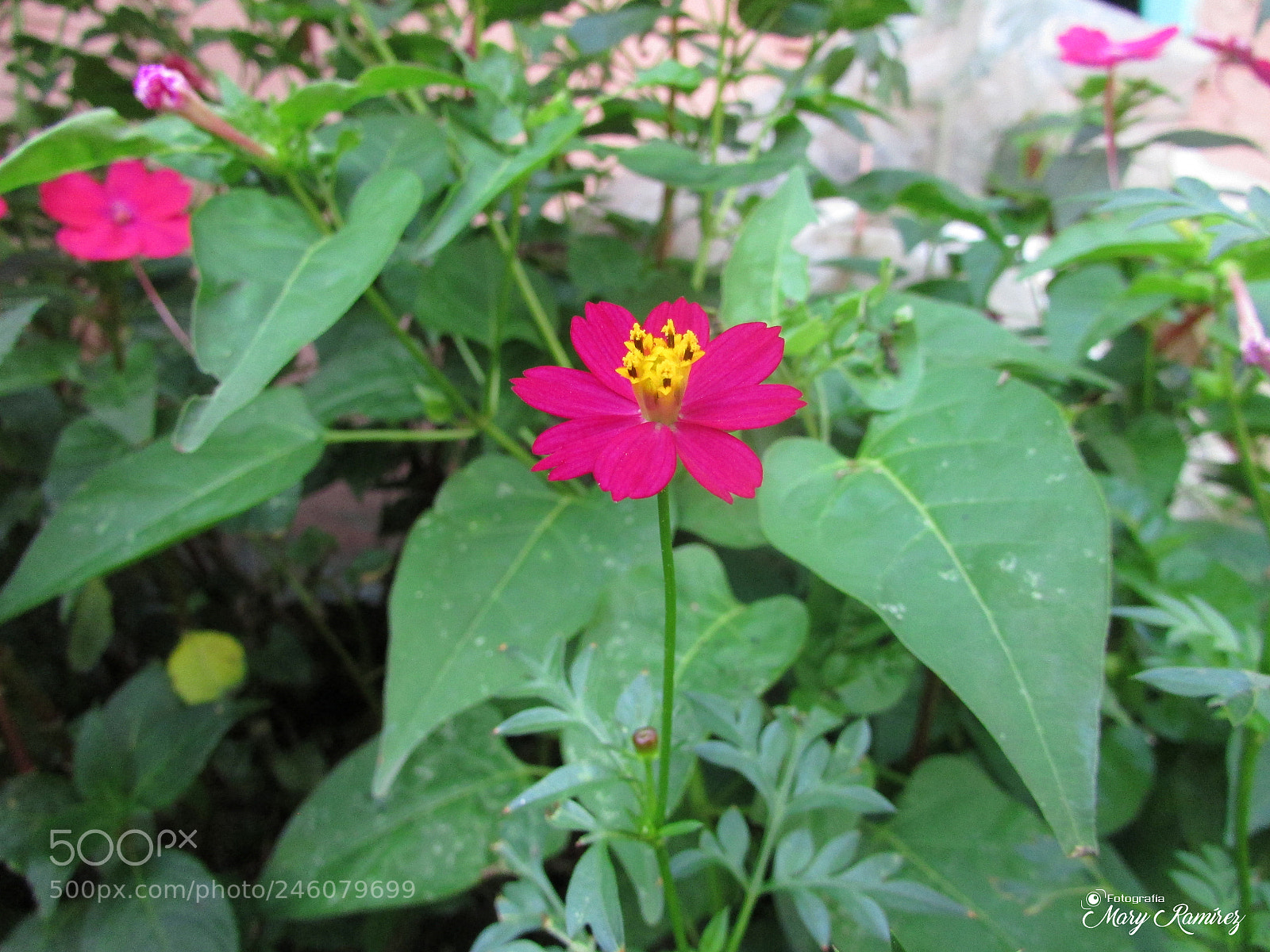 Canon PowerShot SX500 IS sample photo. Img photography