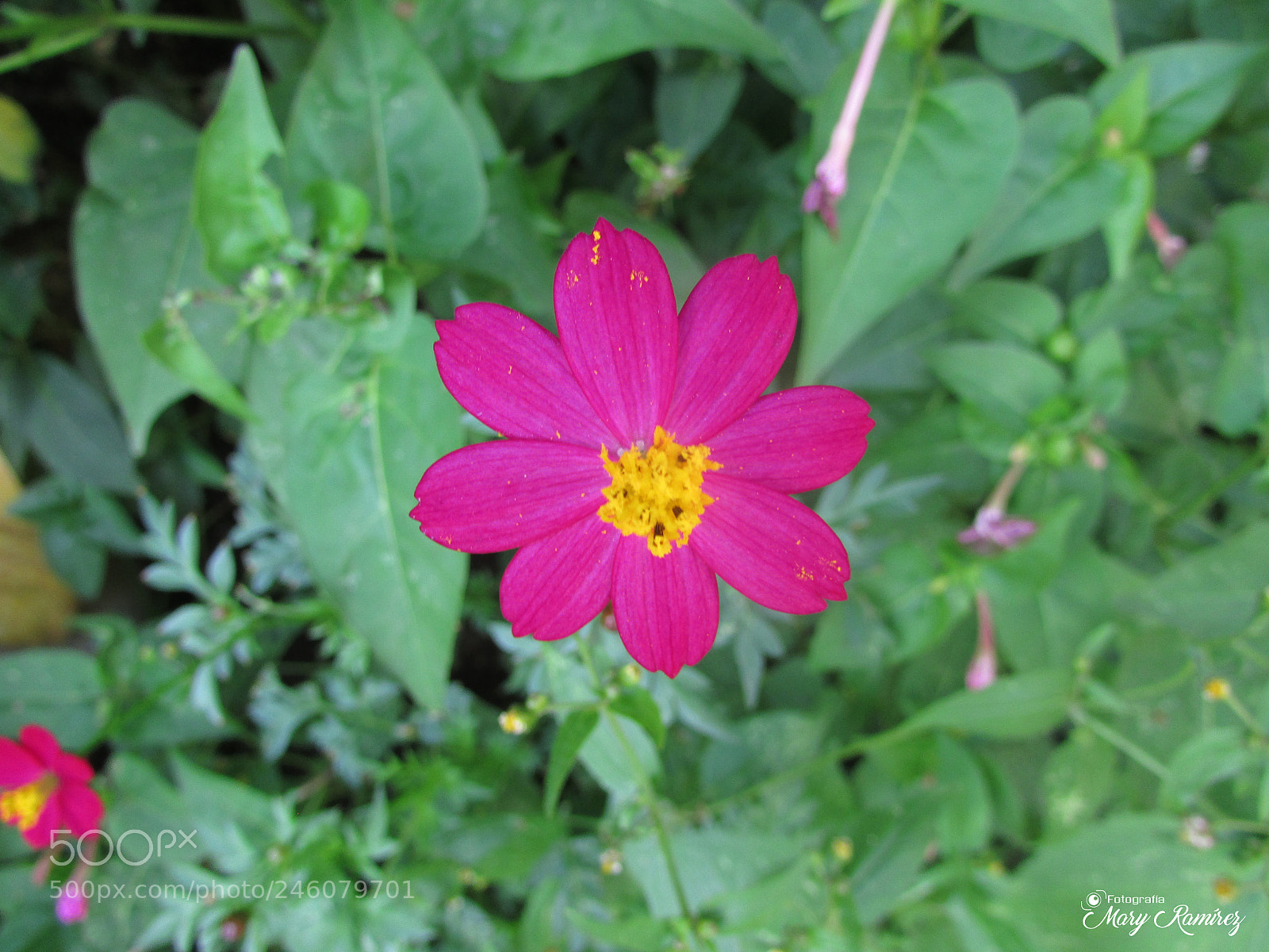 Canon PowerShot SX500 IS sample photo. Img photography