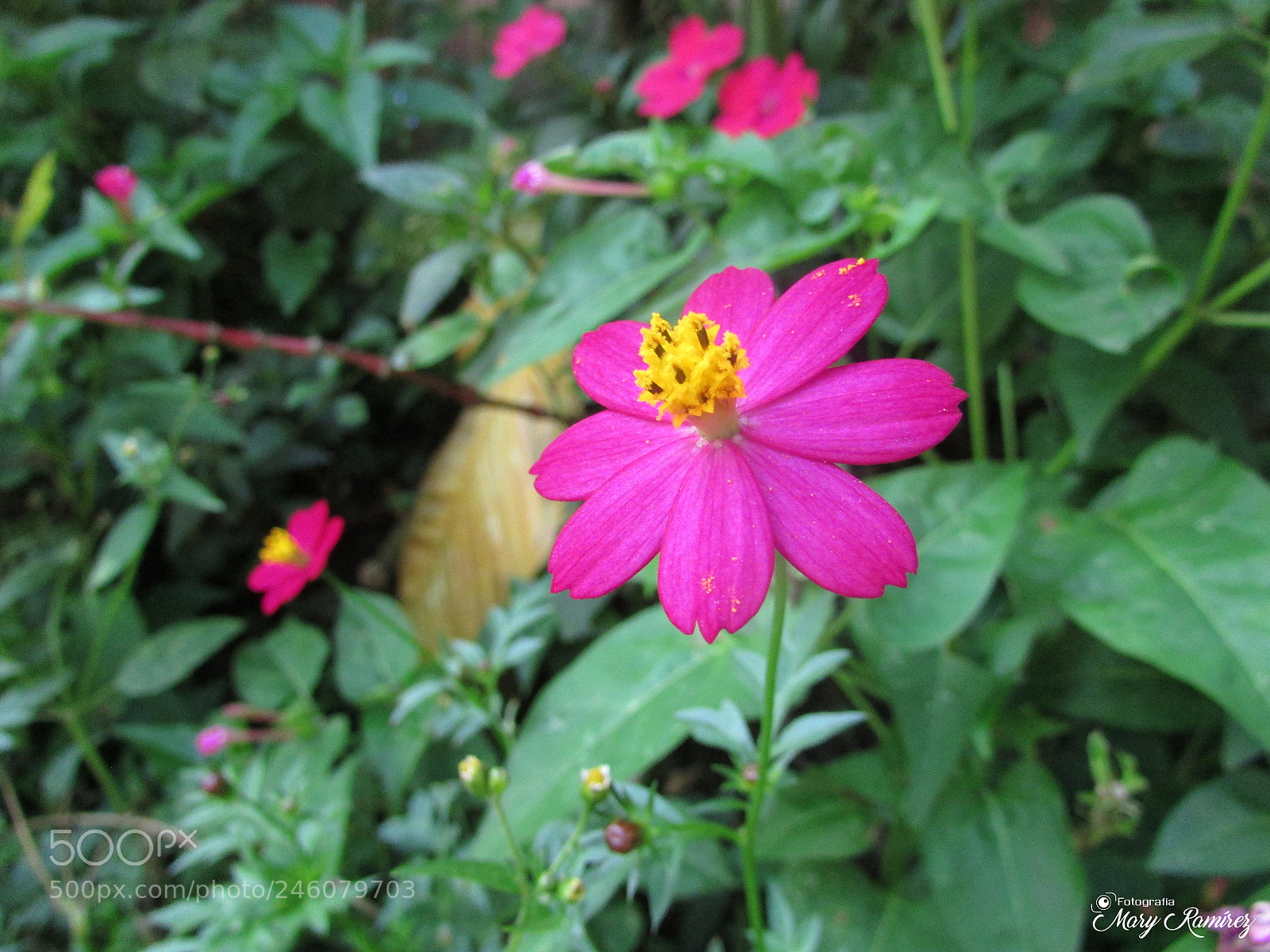 Canon PowerShot SX500 IS sample photo. Img photography