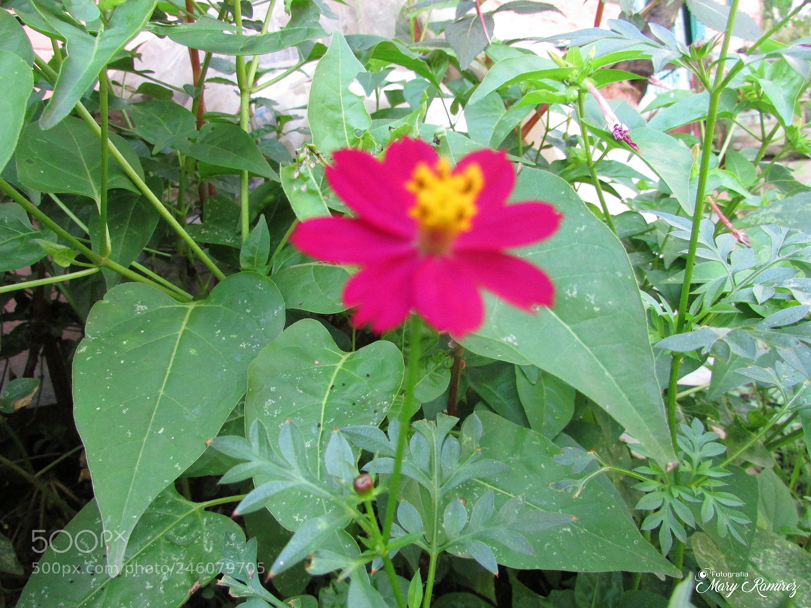 Canon PowerShot SX500 IS sample photo. Img photography