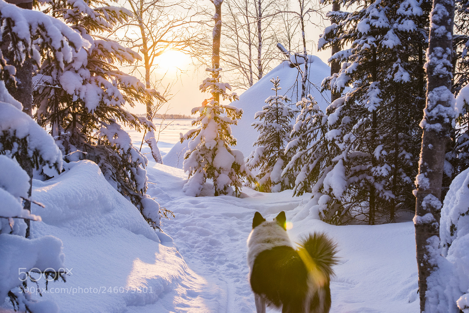 Nikon D810 sample photo. Puppy in snow photography