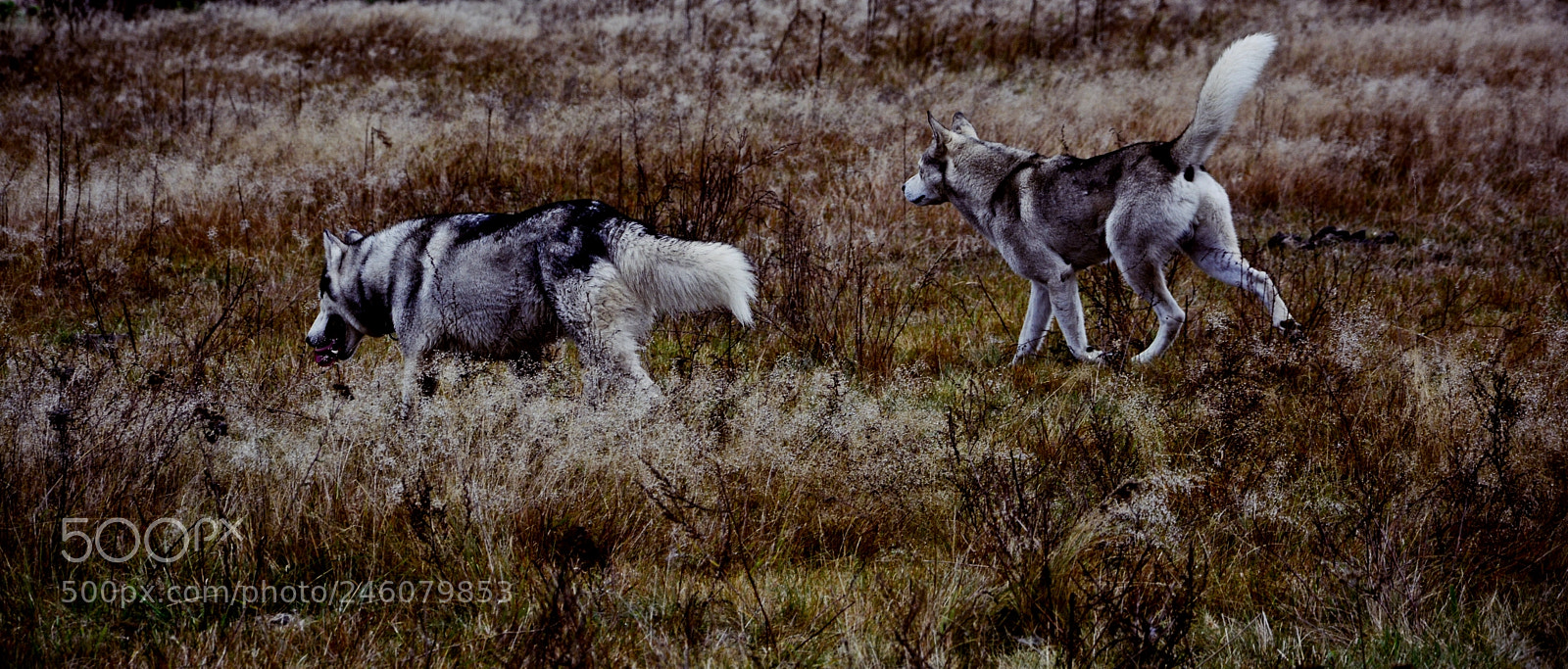Nikon D5200 sample photo. Wild photography