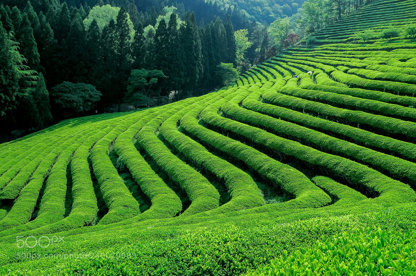 Nikon D300 sample photo. Green tea farm photography