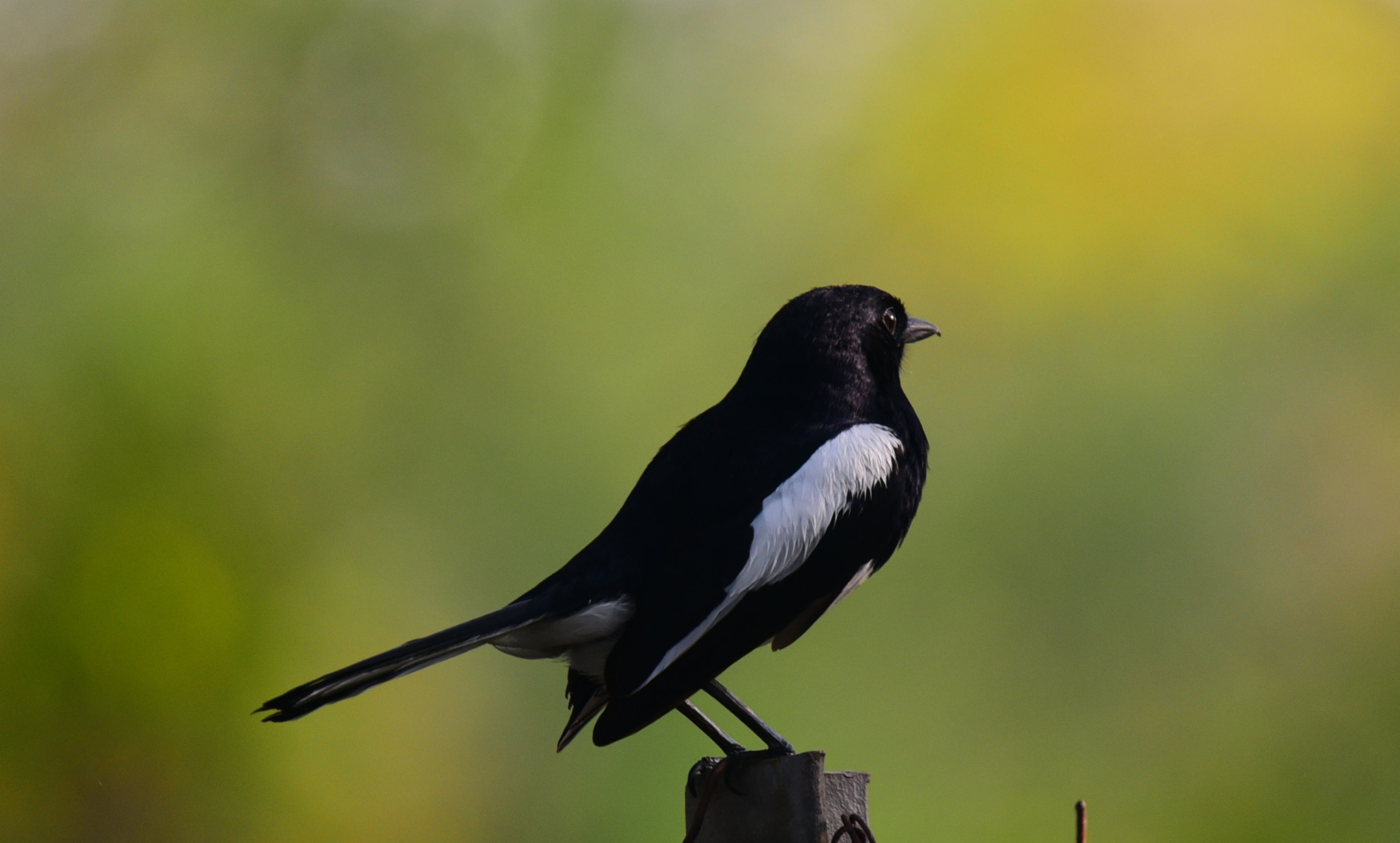 Nikon Nikkor AF-S 300mm F4E PF ED VR sample photo. Robin magpie photography