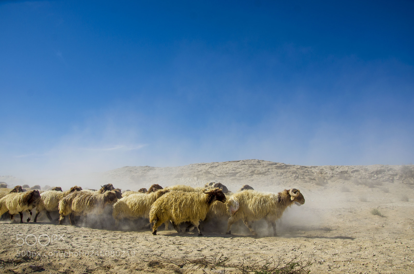 Nikon D7000 sample photo. Sheep herd photography