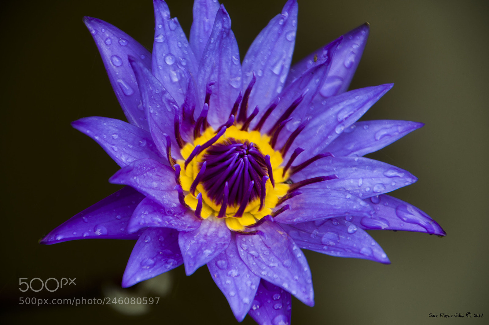 Nikon D300 sample photo. Blue water lily photography