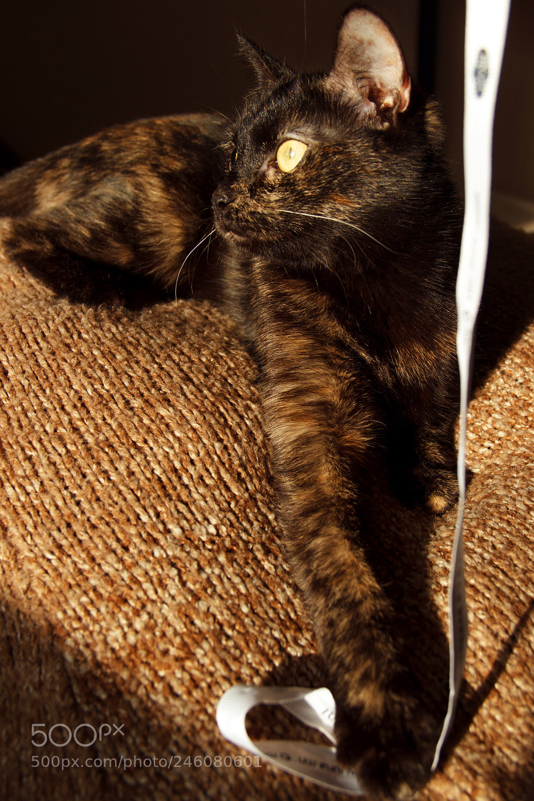 Canon EOS 600D (Rebel EOS T3i / EOS Kiss X5) sample photo. Eva photography
