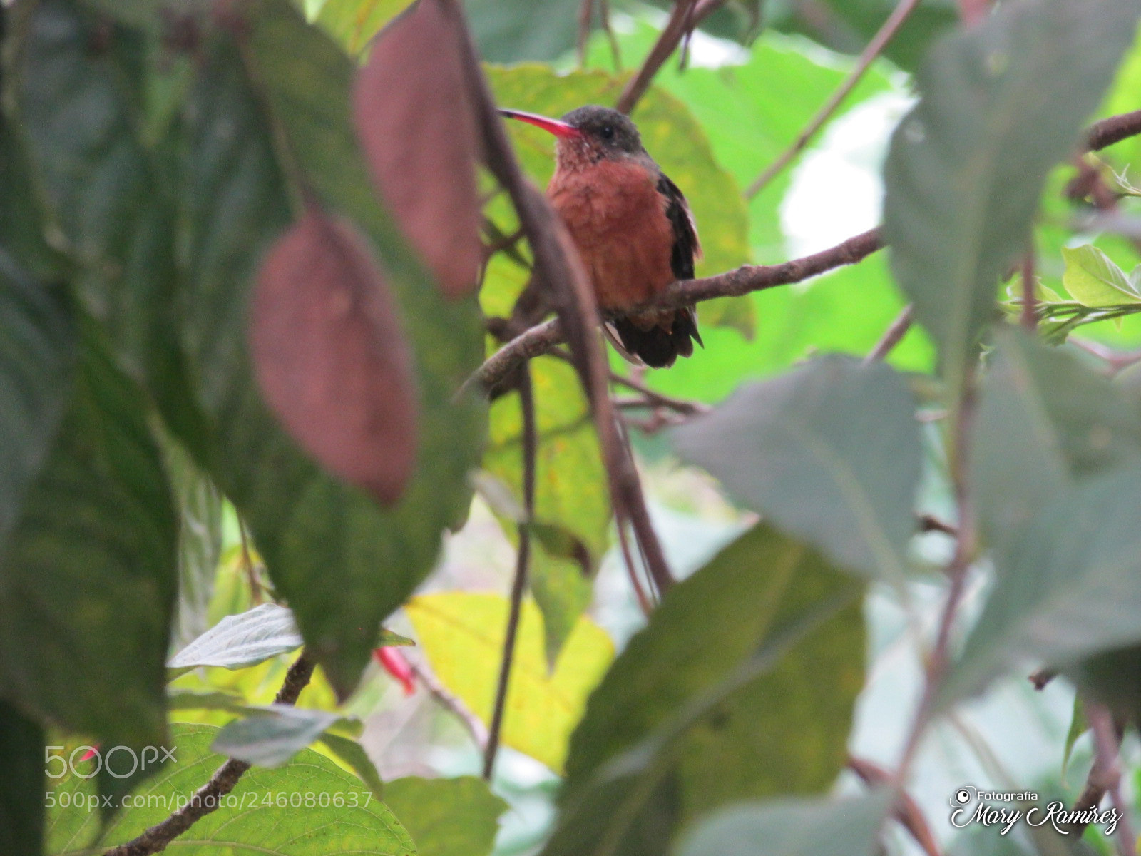 Canon PowerShot SX500 IS sample photo. Img photography