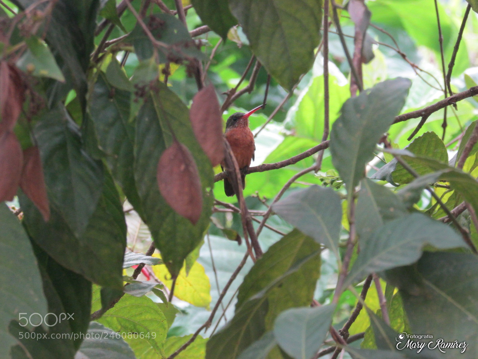 Canon PowerShot SX500 IS sample photo. Img photography