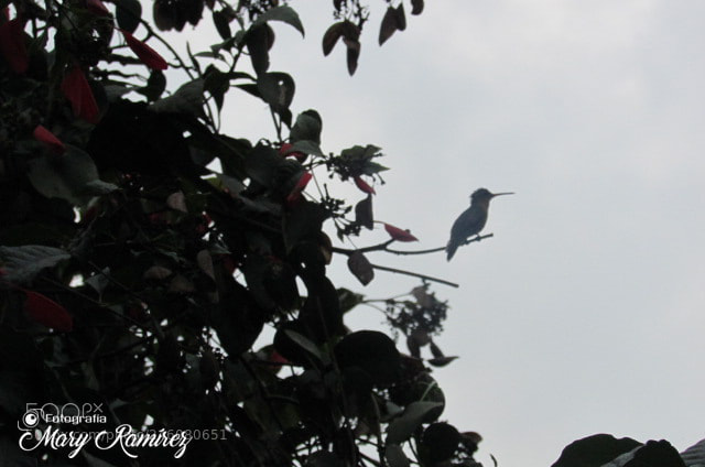 Canon PowerShot SX500 IS sample photo. Img photography