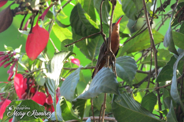 Canon PowerShot SX500 IS sample photo. Img photography