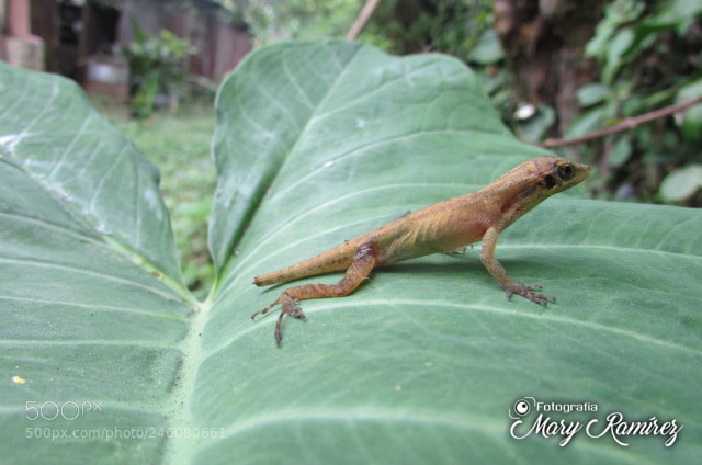 Canon PowerShot SX500 IS sample photo. Img photography