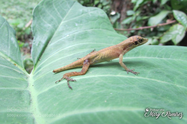 Canon PowerShot SX500 IS sample photo. Img photography