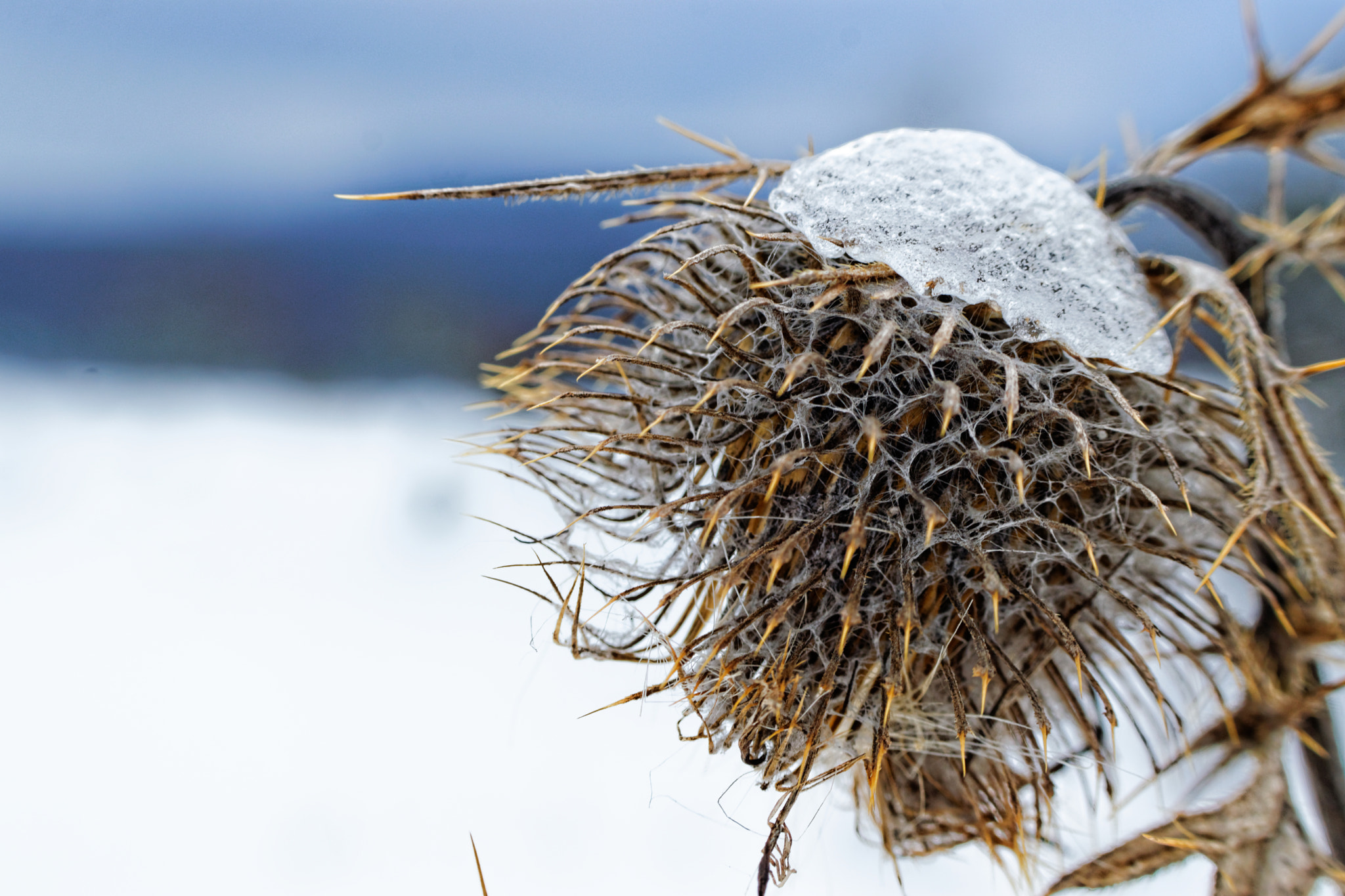 Nikon D5300 + Nikon AF-S DX Nikkor 35mm F1.8G sample photo. Winter thistle photography