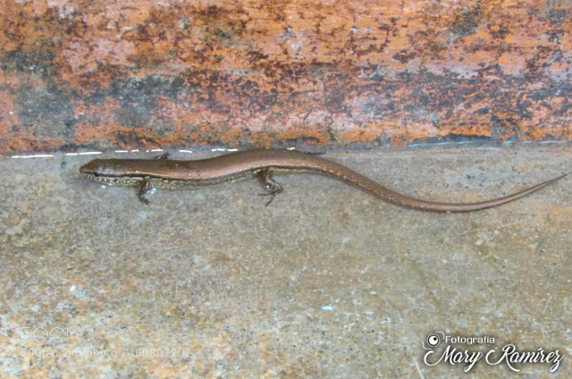 Canon PowerShot SX500 IS sample photo. Img photography