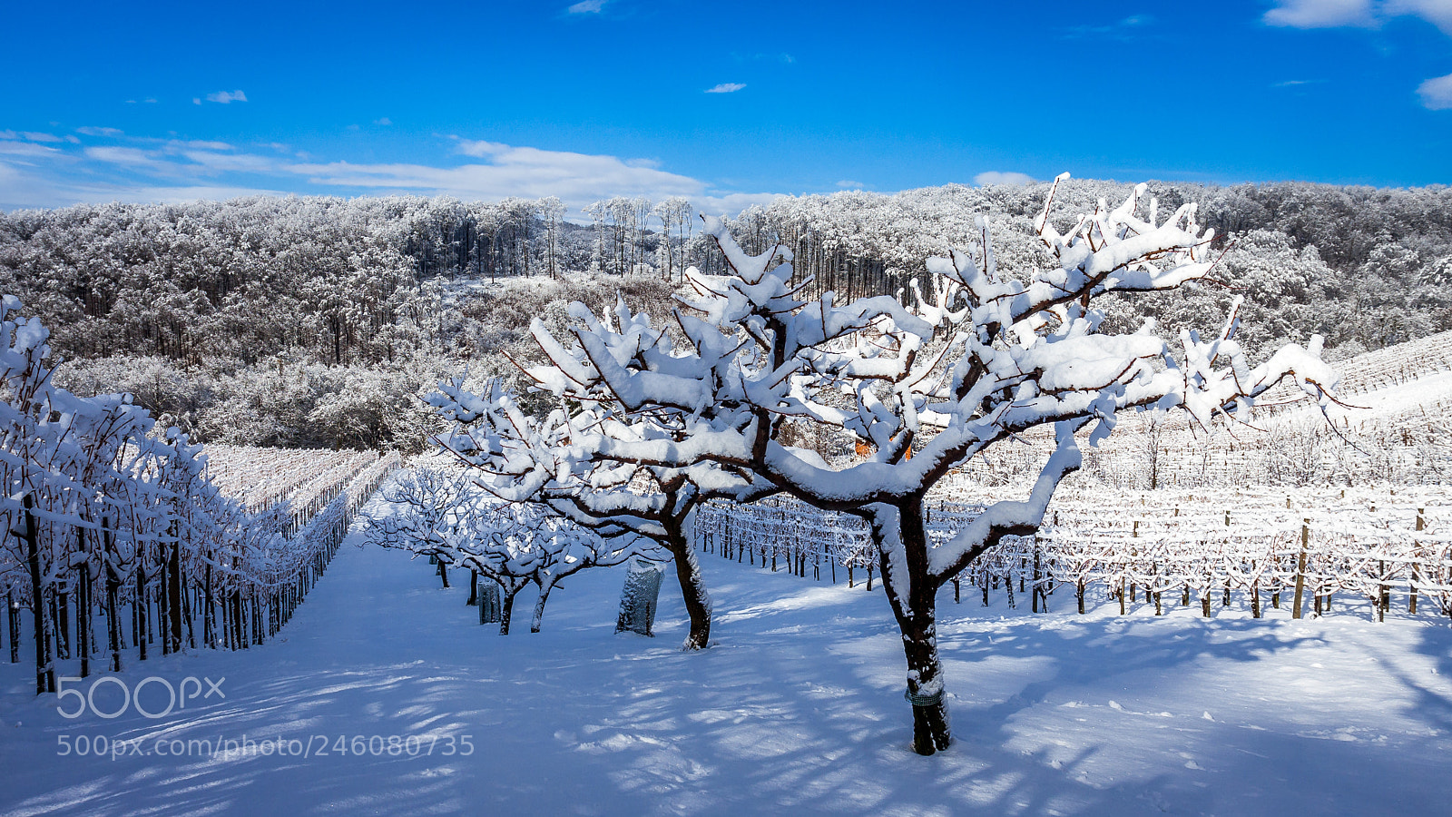 Canon EOS 40D sample photo. Winter wonderland photography