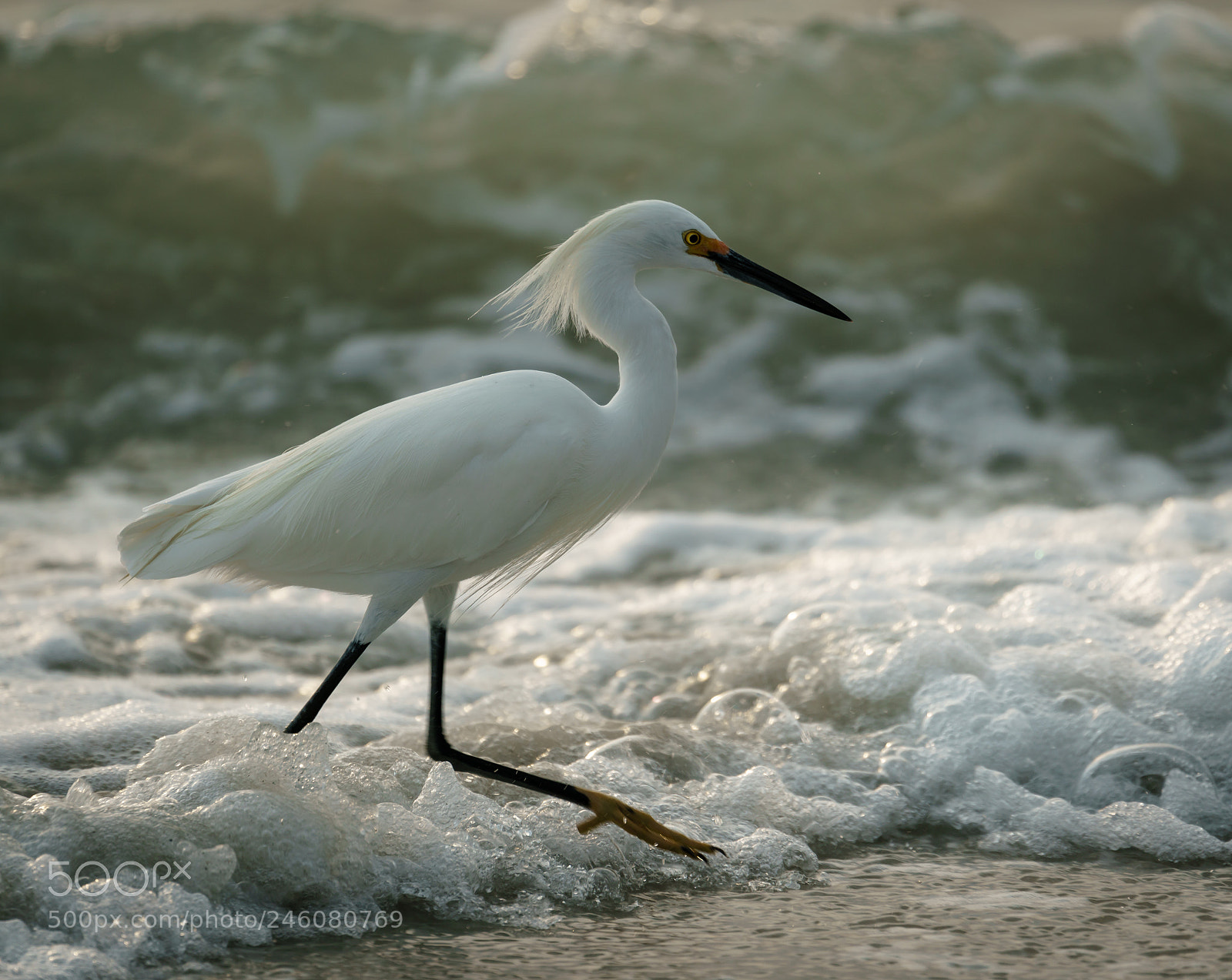 Sony a7R II sample photo. Egret photography