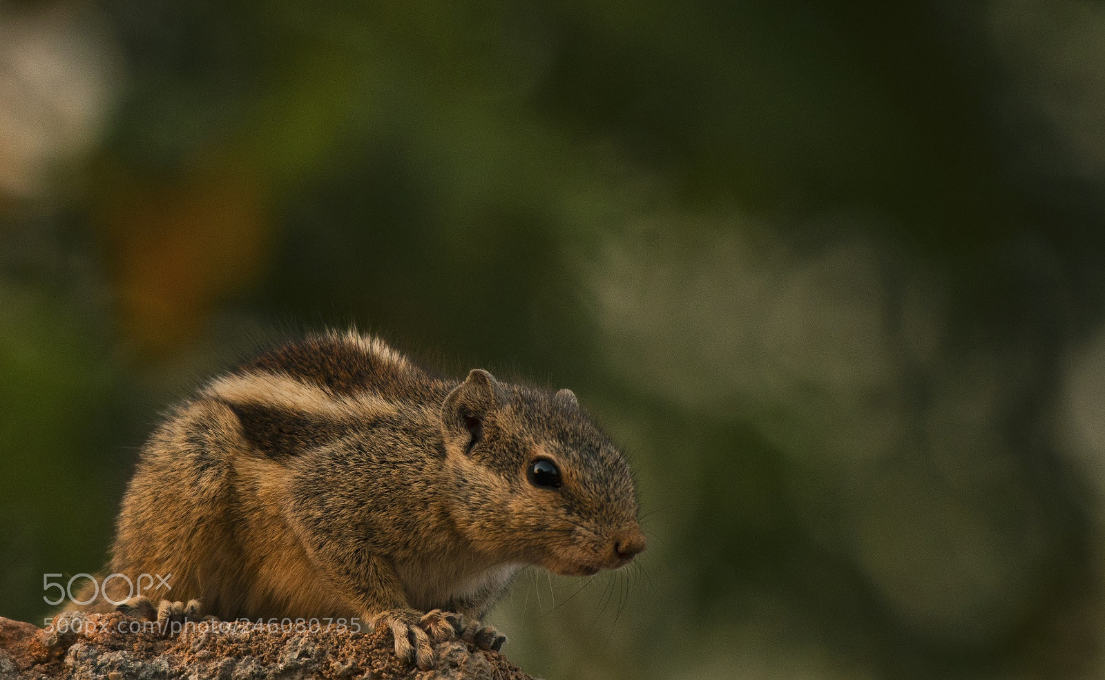 Nikon D500 sample photo. Indian squirrel photography