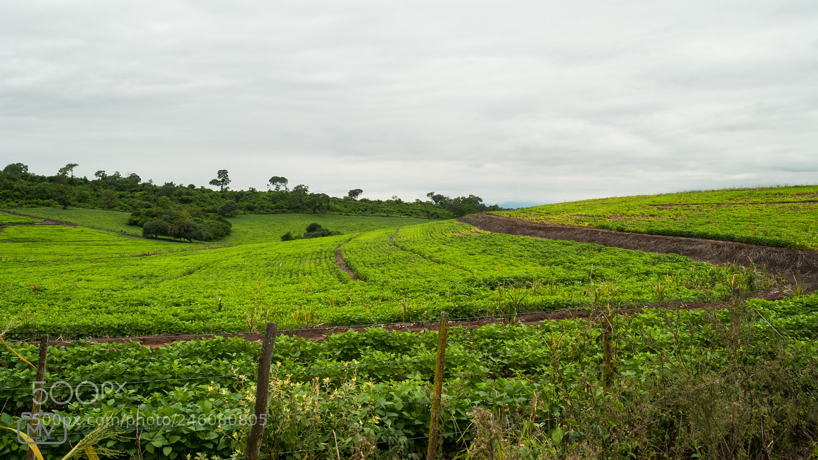 Nikon D80 sample photo. Monterrico, jujuy photography