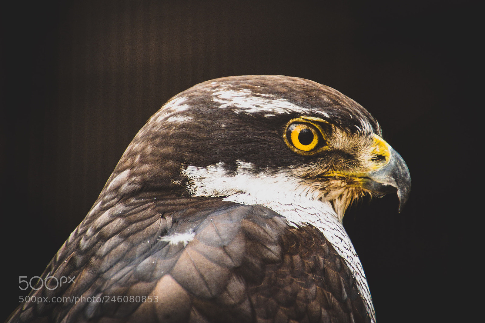 Nikon D7100 sample photo. The hawk ! photography