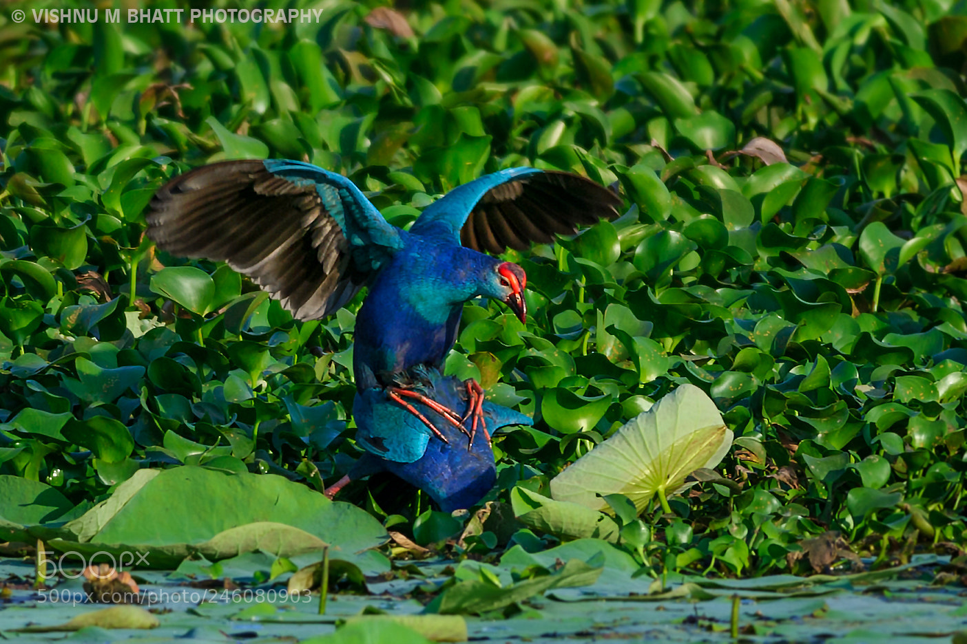 Nikon D3S sample photo. 'gray-headed swamp hen matting' photography