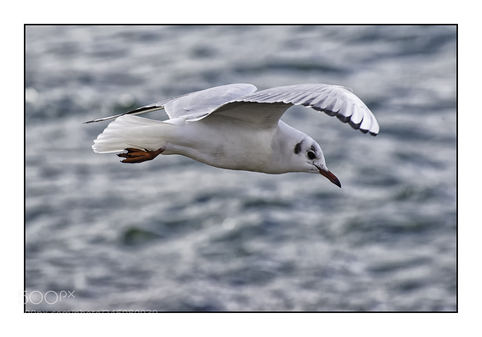 Nikon D610 sample photo. En vol. photography