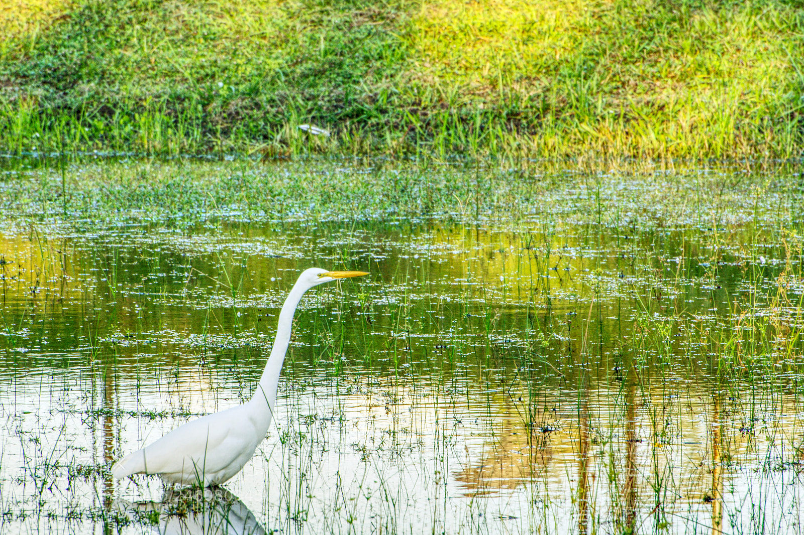 Nikon D7100 sample photo. Egret visiting bushnell walmart.... photography