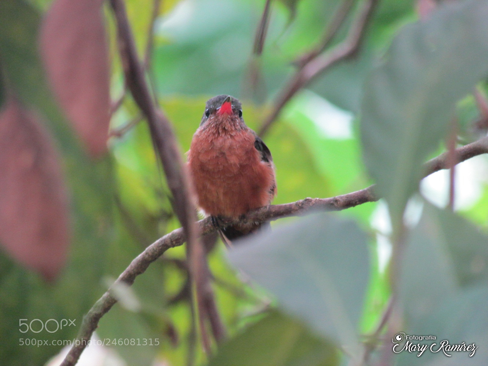 Canon PowerShot SX500 IS sample photo. Img photography