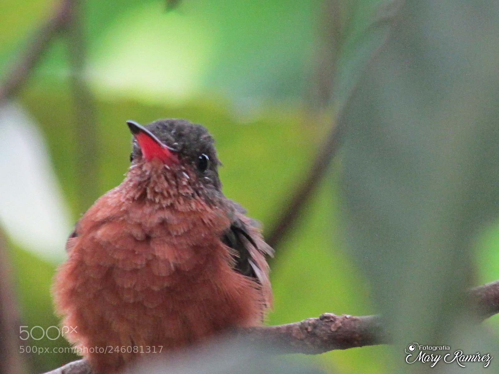 Canon PowerShot SX500 IS sample photo. Img photography