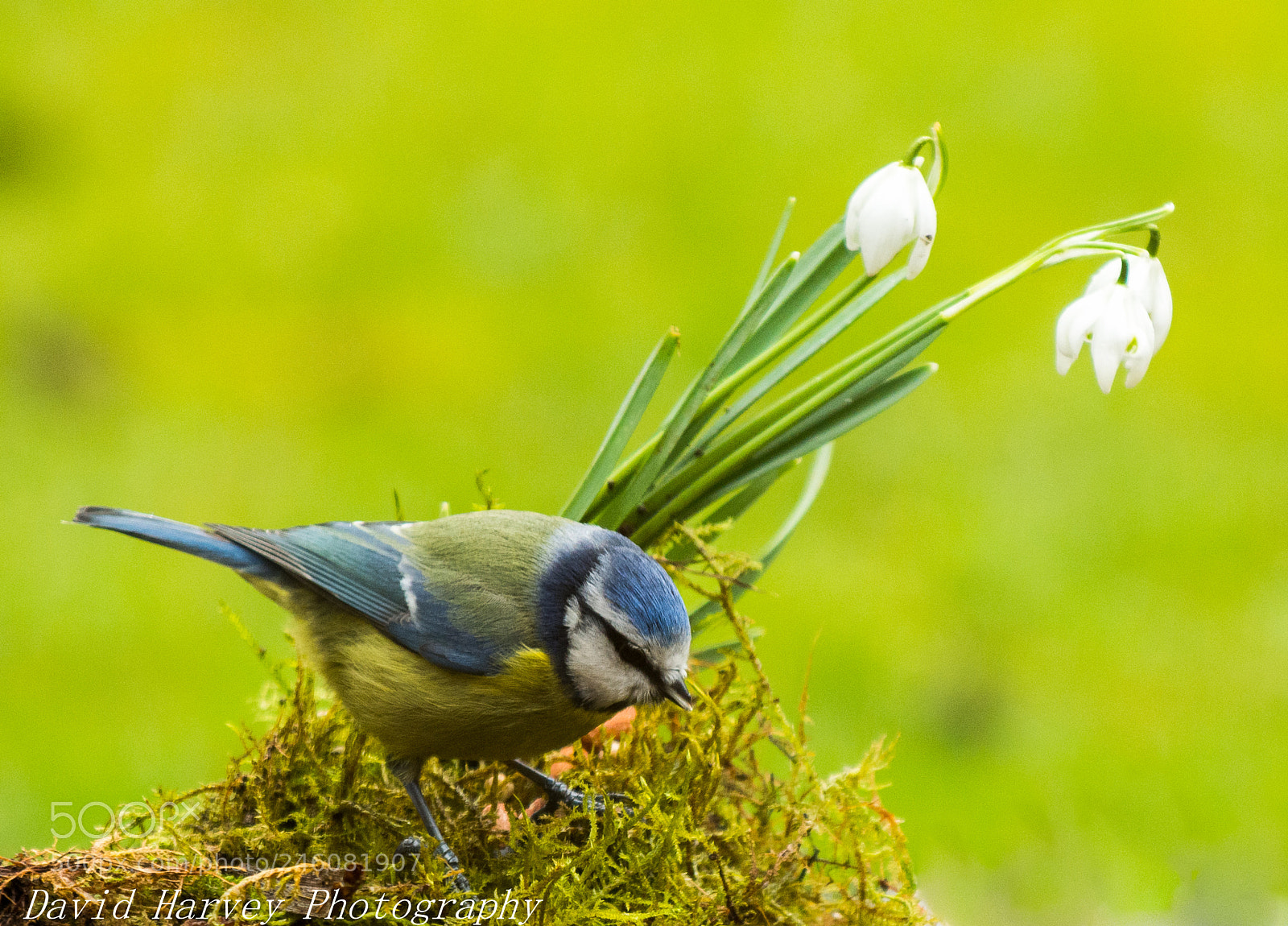 Nikon D7200 sample photo. Blue tit photography