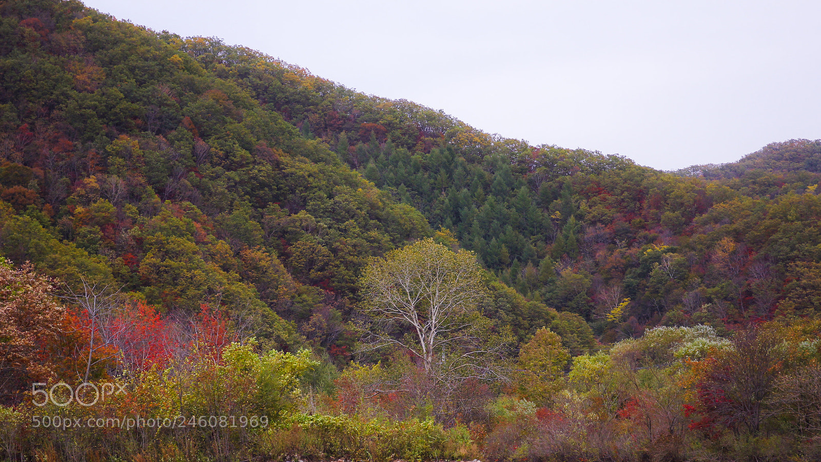 Canon EOS 60D sample photo. 秋 山 色 photography